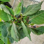 Poinsettia Leaf and Stem Abnormalities - e-GRO