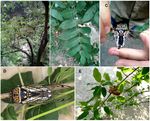 EUROPEAN JOURNAL OF ENTOMOLOGY