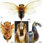 EUROPEAN JOURNAL OF ENTOMOLOGY