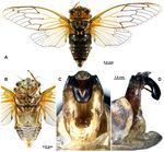 EUROPEAN JOURNAL OF ENTOMOLOGY