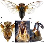 EUROPEAN JOURNAL OF ENTOMOLOGY