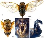 EUROPEAN JOURNAL OF ENTOMOLOGY