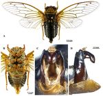 EUROPEAN JOURNAL OF ENTOMOLOGY