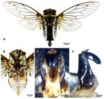 EUROPEAN JOURNAL OF ENTOMOLOGY