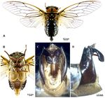 EUROPEAN JOURNAL OF ENTOMOLOGY