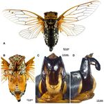 EUROPEAN JOURNAL OF ENTOMOLOGY