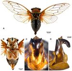 EUROPEAN JOURNAL OF ENTOMOLOGY