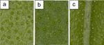 Assessment of essential oil yield in three mint species in the climatic conditions of Central Russia