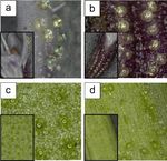 Assessment of essential oil yield in three mint species in the climatic conditions of Central Russia