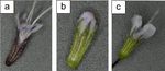 Assessment of essential oil yield in three mint species in the climatic conditions of Central Russia