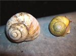 Roman snail: An introduction to its ecology and legal protection