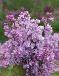FLOWERING SHRUBS Starter Plants Catalog and Shrub Reference 2019-2020 - Spring Meadow Nursery