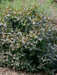 FLOWERING SHRUBS Starter Plants Catalog and Shrub Reference 2019-2020 - Spring Meadow Nursery