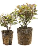 FLOWERING SHRUBS Starter Plants Catalog and Shrub Reference 2019-2020 - Spring Meadow Nursery