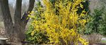 FLOWERING SHRUBS Starter Plants Catalog and Shrub Reference 2019-2020 - Spring Meadow Nursery