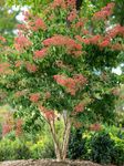 FLOWERING SHRUBS Starter Plants Catalog and Shrub Reference 2019-2020 - Spring Meadow Nursery
