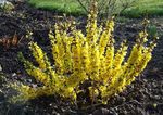 FLOWERING SHRUBS Starter Plants Catalog and Shrub Reference 2019-2020 - Spring Meadow Nursery