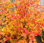 FLOWERING SHRUBS Starter Plants Catalog and Shrub Reference 2019-2020 - Spring Meadow Nursery