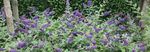 FLOWERING SHRUBS Starter Plants Catalog and Shrub Reference 2019-2020 - Spring Meadow Nursery