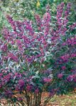 FLOWERING SHRUBS Starter Plants Catalog and Shrub Reference 2019-2020 - Spring Meadow Nursery