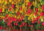 North Berwick's festival of tulips - Rosemary Oberlander & Stan da Prato - Keep Scotland Beautiful