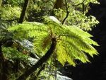 Sunrise at The Pinnacles - Inside: Day and weekend tramping programmes Dec - Feb - Auckland Tramping Club