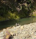 Sunrise at The Pinnacles - Inside: Day and weekend tramping programmes Dec - Feb - Auckland Tramping Club