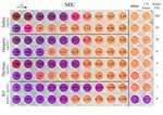 Options for slow and controlled release formulations for antifungal agents in viticulture