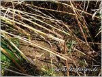 Options for slow and controlled release formulations for antifungal agents in viticulture