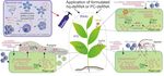 Options for slow and controlled release formulations for antifungal agents in viticulture