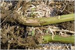 Options for slow and controlled release formulations for antifungal agents in viticulture