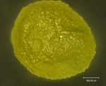 Options for slow and controlled release formulations for antifungal agents in viticulture
