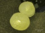 Options for slow and controlled release formulations for antifungal agents in viticulture