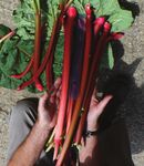 Autumn Seed Catalogue 2021 - Fragrant sweet peas Huge variety of fruit Beautiful spring bulbs Veg for Autumn sowing - Kings Seeds