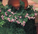 Autumn Seed Catalogue 2021 - Fragrant sweet peas Huge variety of fruit Beautiful spring bulbs Veg for Autumn sowing - Kings Seeds