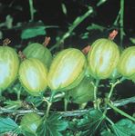 Autumn Seed Catalogue 2021 - Fragrant sweet peas Huge variety of fruit Beautiful spring bulbs Veg for Autumn sowing - Kings Seeds