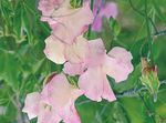 Autumn Seed Catalogue 2021 - Fragrant sweet peas Huge variety of fruit Beautiful spring bulbs Veg for Autumn sowing - Kings Seeds