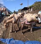 India's Food Security Response to COVID-19 - How India Fed 810 Million Poor and Migrants in the Pandemic - Microsave