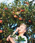 The organic way the danish model - Danish Agriculture and Food Council