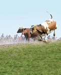 The organic way the danish model - Danish Agriculture and Food Council