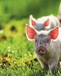 The organic way the danish model - Danish Agriculture and Food Council