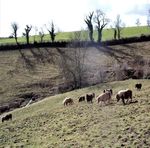 BERE FERRERS and HALLOWELL WOOD 2018 - Tamar Valley AONB