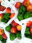 WESTSIDE SENIOR SUPPORTED AGRICULTURE FOOD BAG - PROGRAM: Review and Recommendations