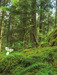 BALANCE - WASHINGTONTRAILS - WASHINGTON TRAILS ASSOCIATION