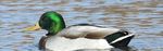 2018 Hunters' and Trappers' Guide - Saskatchewan - Publications Saskatchewan