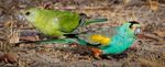 A push to save Golden-shouldered Parrots on Artemis - Threatened Species ...