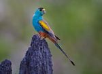 A push to save Golden-shouldered Parrots on Artemis - Threatened Species ...