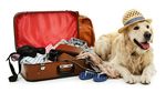 TRAVEL WITH YOUR PET ABROAD FROM 1ST JANUARY 2021 - Dalehead Veterinary Group