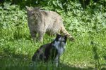 Conservation of the wildcat (Felis silvestris) in Scotland: Review of the conservation status and assessment of conservation activities - Urs ...