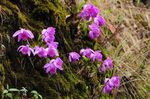 Orchids in The Wild Spring in Yunnan, China - Orchid Conservation Alliance